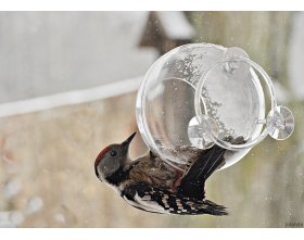 Karmnik dla ptaków, zestaw mały ornitolog z przyssawkami